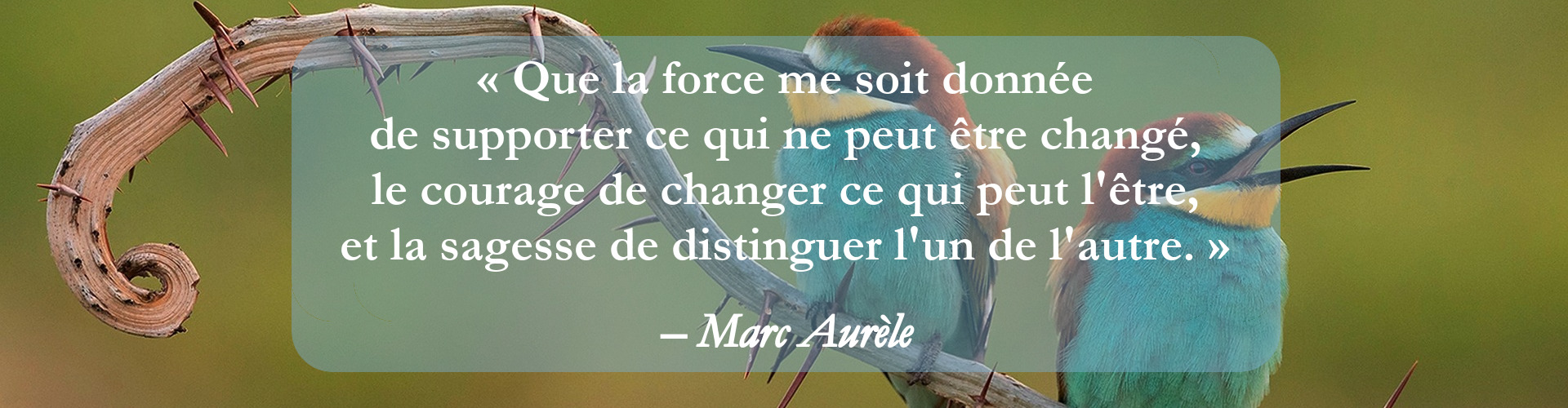 citation stoïcisme sur accepter la facticité et embrasser le changement, le but d’une psychothérapie est d’augmenter l’harmonie, diminuer la résistance et développer les ressources intérieures pour faire face à la vie avec plus de joie et courage